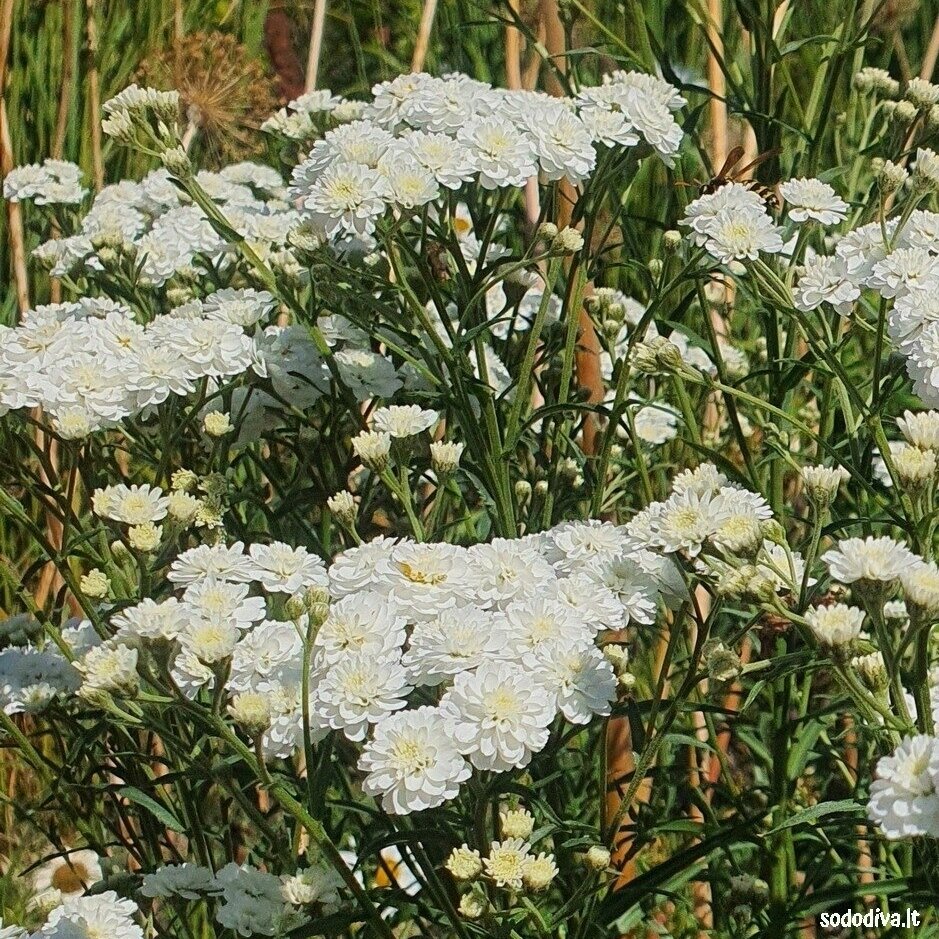 Kraujažolė čiaudulinė ‘PERRY‘S WHITE‘ 3 Kraujažolė čiaudulinė ‘PERRY‘S WHITE‘ 3