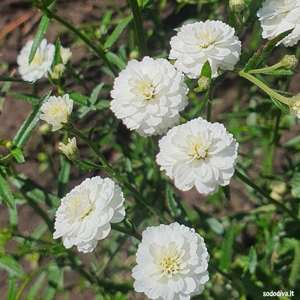 Kraujažolė čiaudulinė ‘PERRY‘S WHITE‘ 1 Kraujažolė čiaudulinė ‘PERRY‘S WHITE‘ 1
