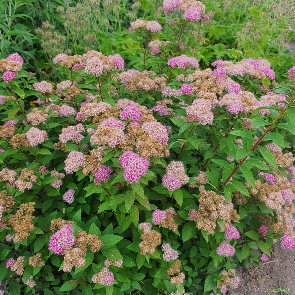 Lanksva japoninė 'NANA'