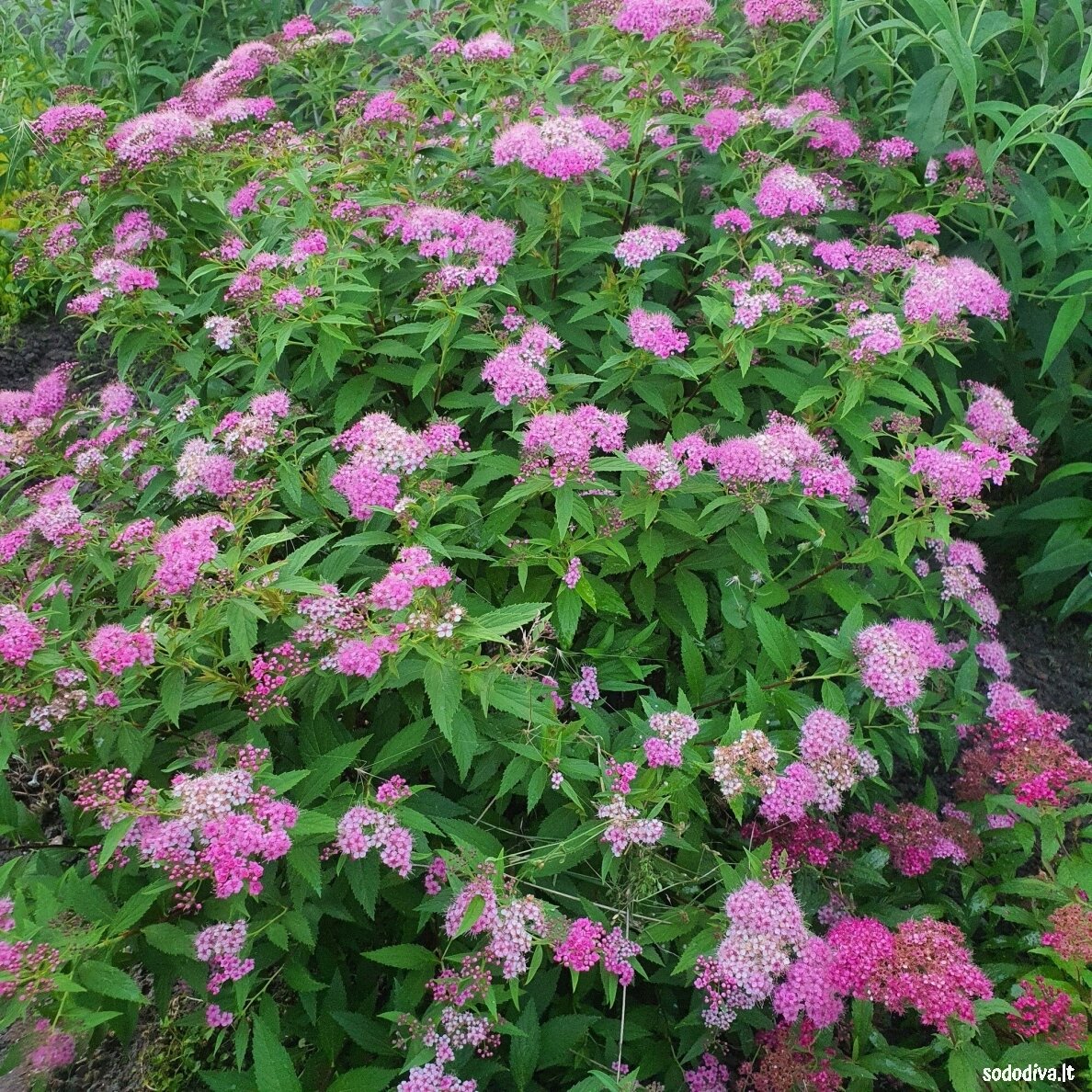 Lanksva japoninė 'SHIROBANA' Lanksva japoninė 'SHIROBANA'