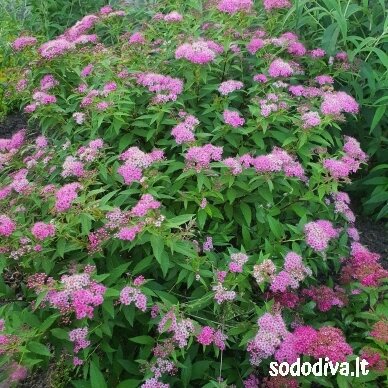 Lanksva japoninė 'SHIROBANA' Lanksva japoninė 'SHIROBANA'