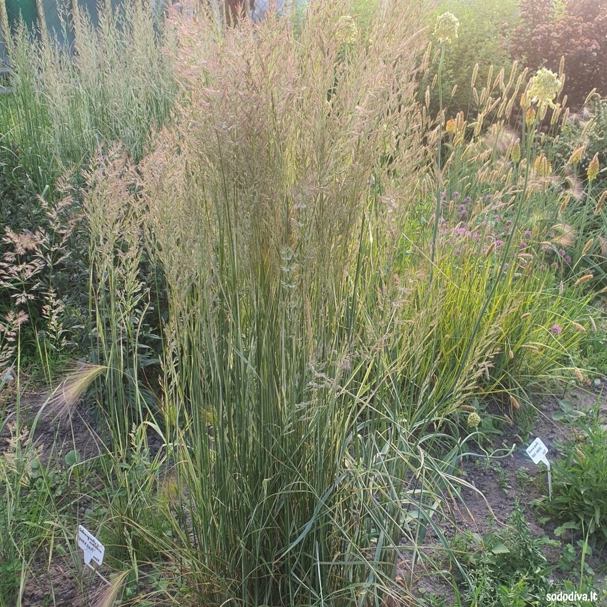 Lendrūnas smailiažiedis 'OVERDAM' 4 Lendrūnas smailiažiedis 'OVERDAM' 4