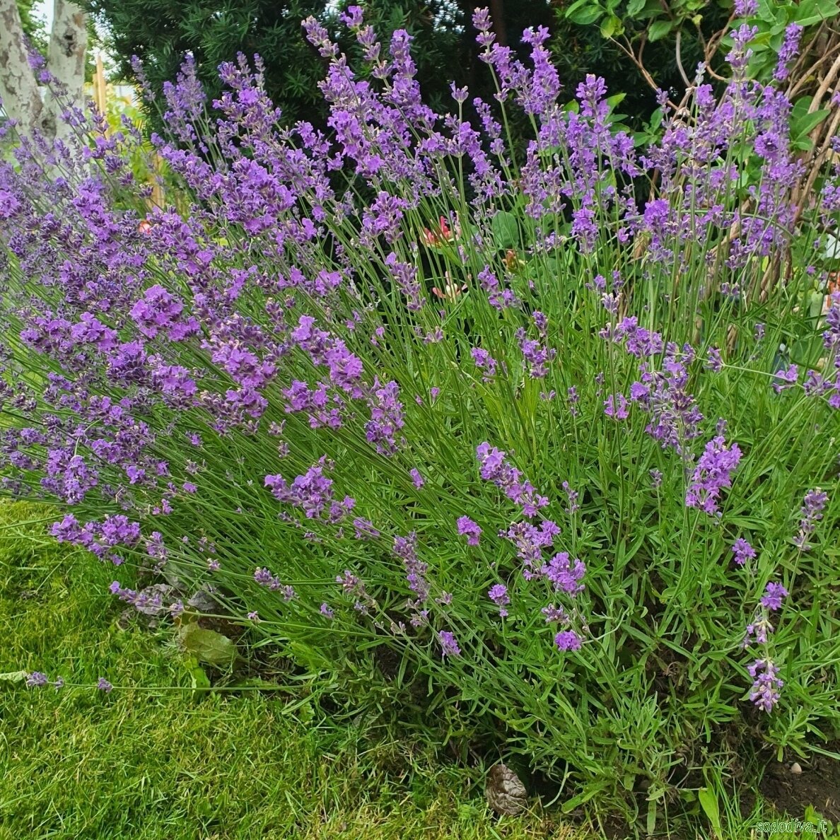 Levanda tikroji 1 Levanda tikroji 1
