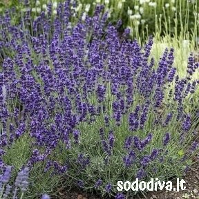 Levanda 'HIDCOTE'