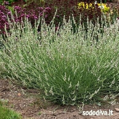 Levanda (levandinas) ‘EDELWEISS‘ 1