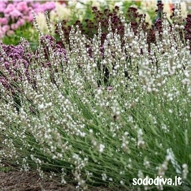 Levanda (levandinas) ‘EDELWEISS‘