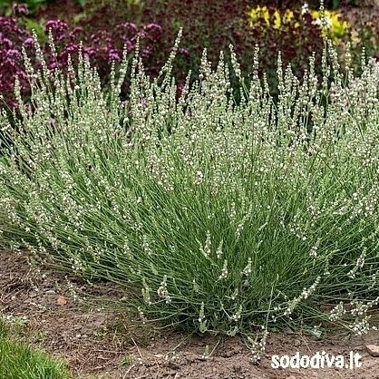 Levanda (levandinas) ‘EDELWEISS‘ 1