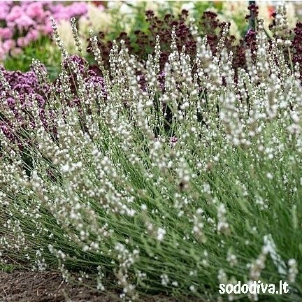 Levanda (levandinas) ‘EDELWEISS‘