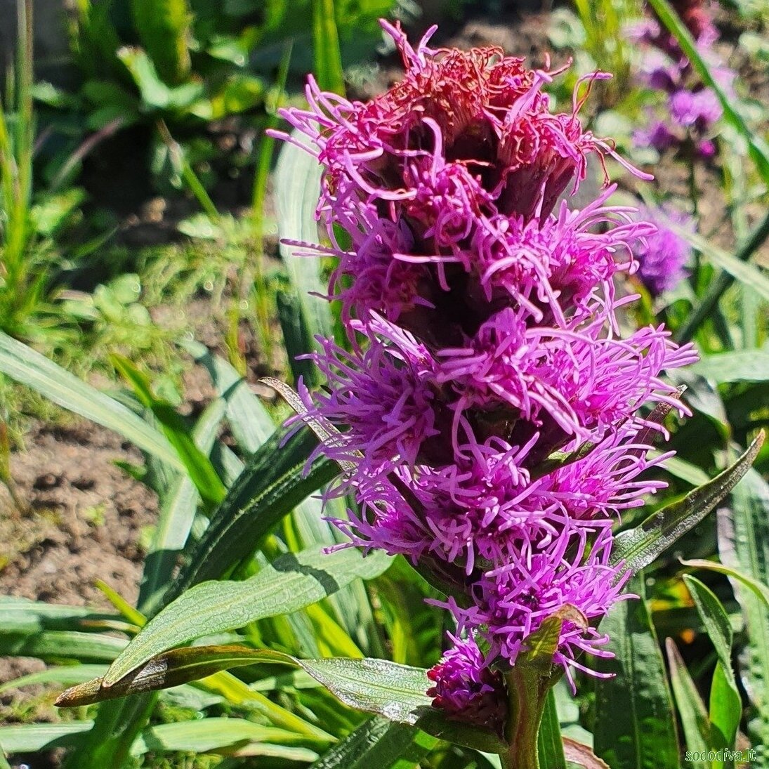 Liatris varpotasis 'KOBOLD' 1 Liatris varpotasis 'KOBOLD' 1