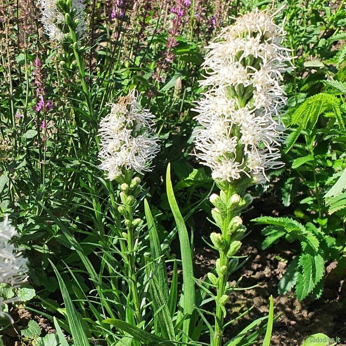 Liatris varpotasis 'ALBA' 1