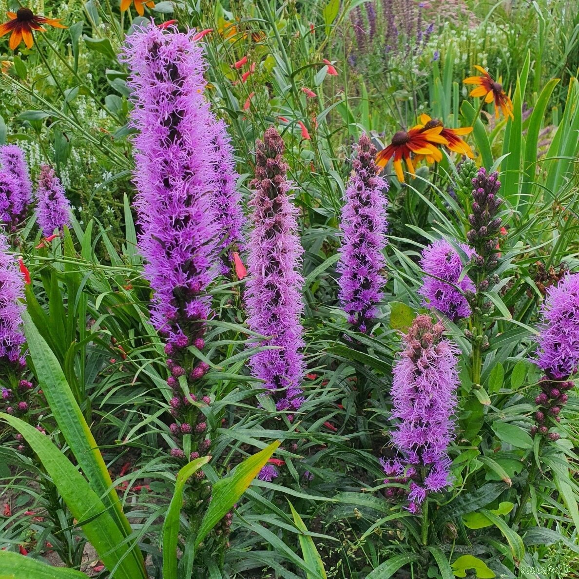 Liatris varpotasis 1 Liatris varpotasis 1
