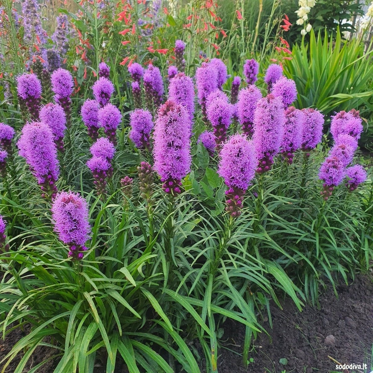 Liatris varpotasis Liatris varpotasis
