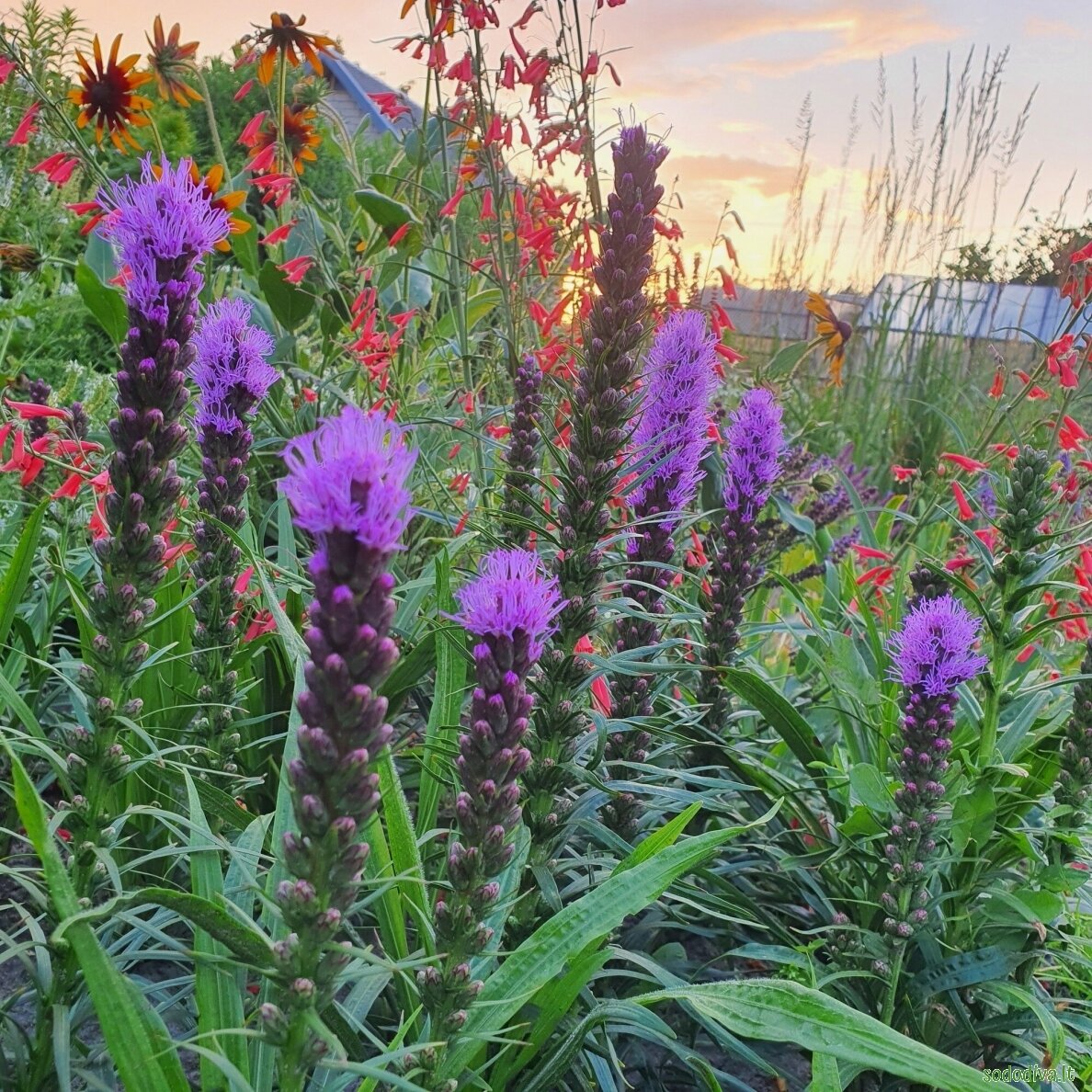 Liatris varpotasis 2 Liatris varpotasis 2