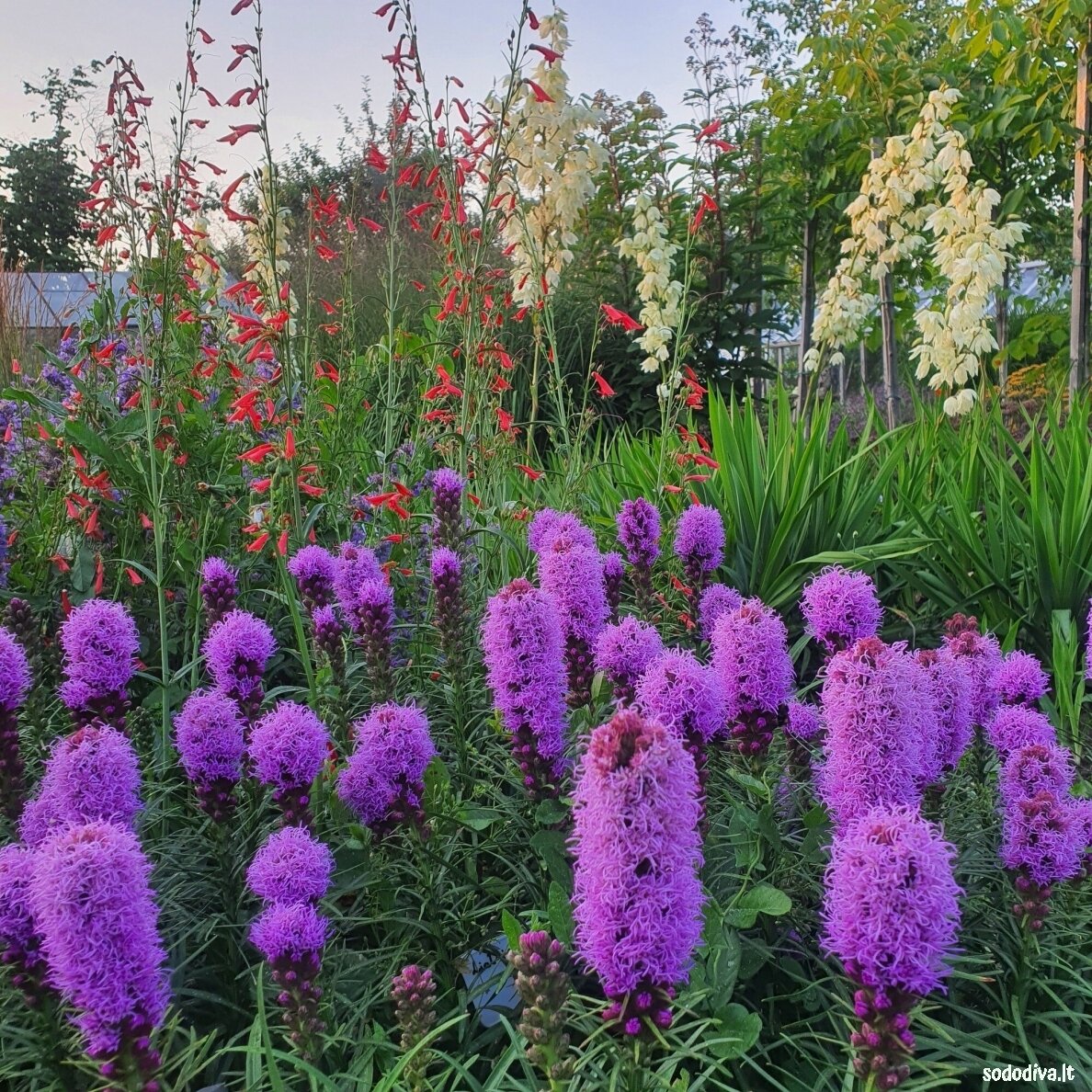 Liatris varpotasis 3 Liatris varpotasis 3