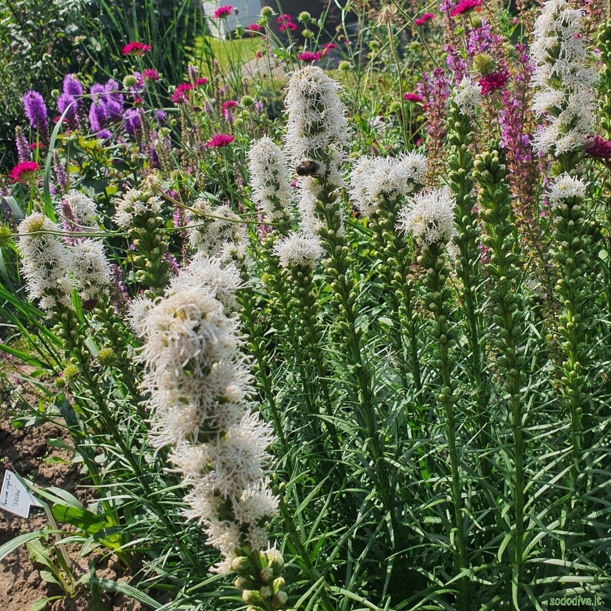 Liatris varpotasis 'ALBA'