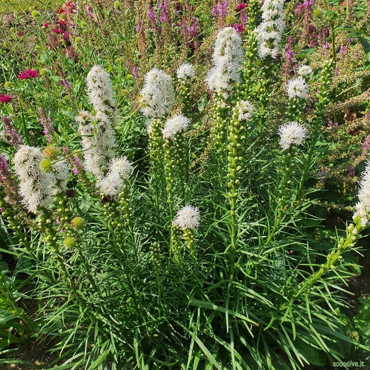 Liatris varpotasis 'ALBA' 2
