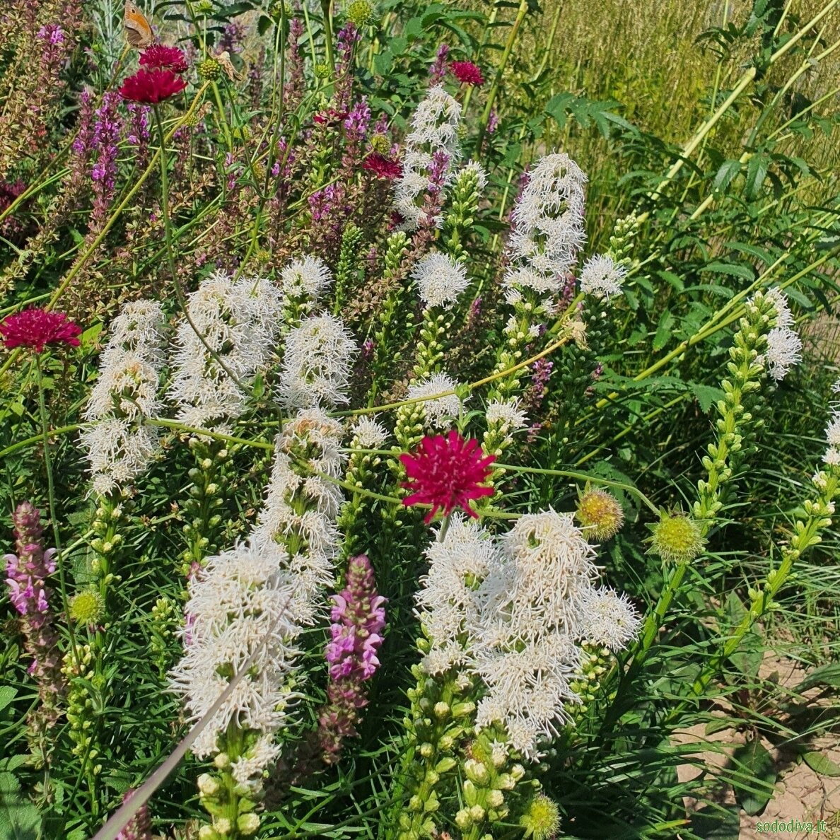 Liatris varpotasis 'ALBA' 3