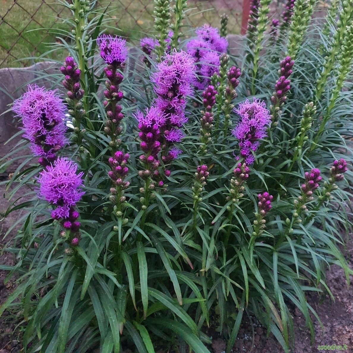 Liatris varpotasis 'KOBOLD' 2 Liatris varpotasis 'KOBOLD' 2