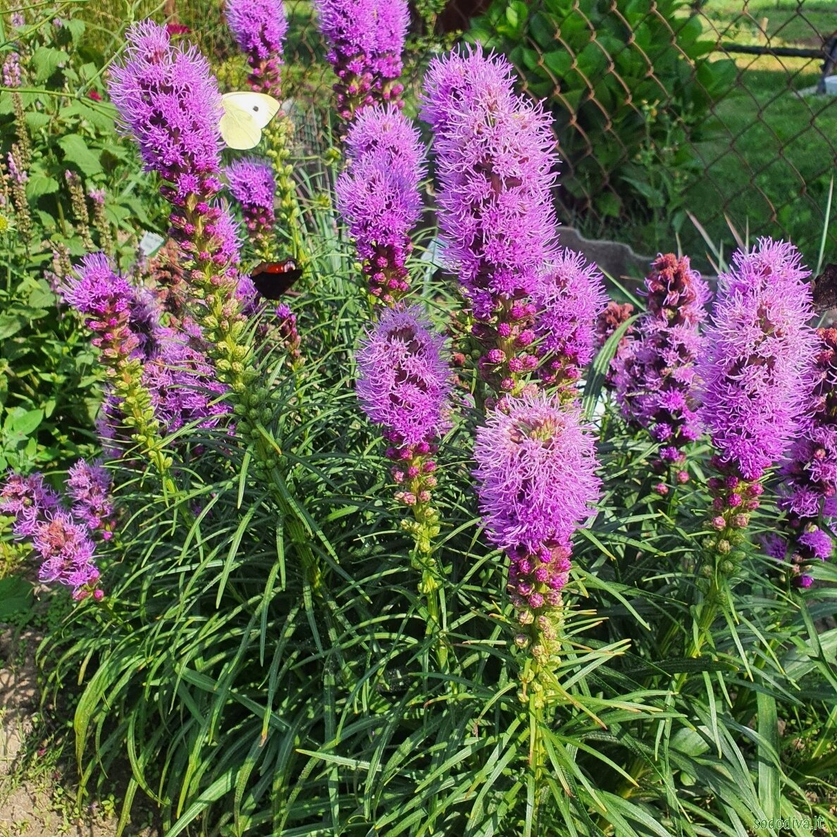 Liatris varpotasis 'KOBOLD' Liatris varpotasis 'KOBOLD'