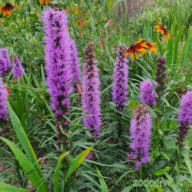 Liatris varpotasis 1 Liatris varpotasis 1