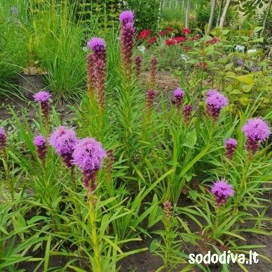 Liatris varpotasis 4 Liatris varpotasis 4