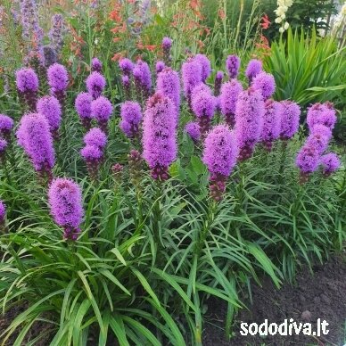 Liatris varpotasis Liatris varpotasis