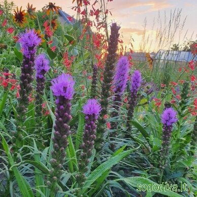 Liatris varpotasis 2 Liatris varpotasis 2