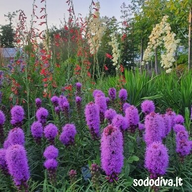 Liatris varpotasis 3 Liatris varpotasis 3
