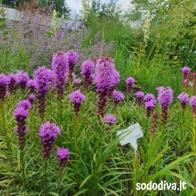 Liatris varpotasis 5 Liatris varpotasis 5
