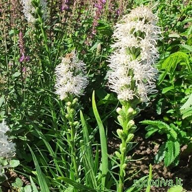 Liatris varpotasis 'ALBA' 1