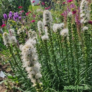 Liatris varpotasis 'ALBA'