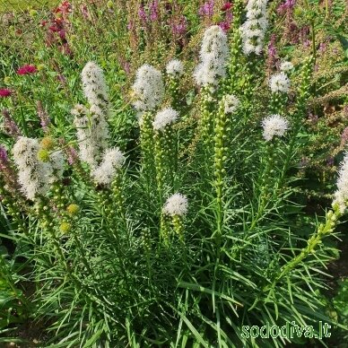Liatris varpotasis 'ALBA' 2