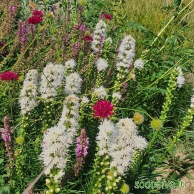 Liatris varpotasis 'ALBA' 3