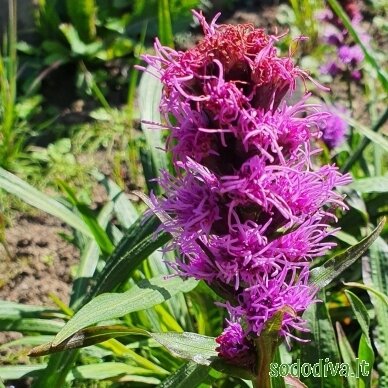 Liatris varpotasis 'KOBOLD' 1 Liatris varpotasis 'KOBOLD' 1