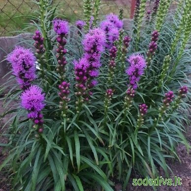 Liatris varpotasis 'KOBOLD' 2 Liatris varpotasis 'KOBOLD' 2