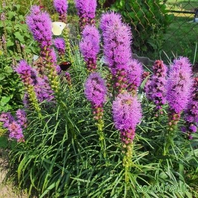 Liatris varpotasis 'KOBOLD' Liatris varpotasis 'KOBOLD'
