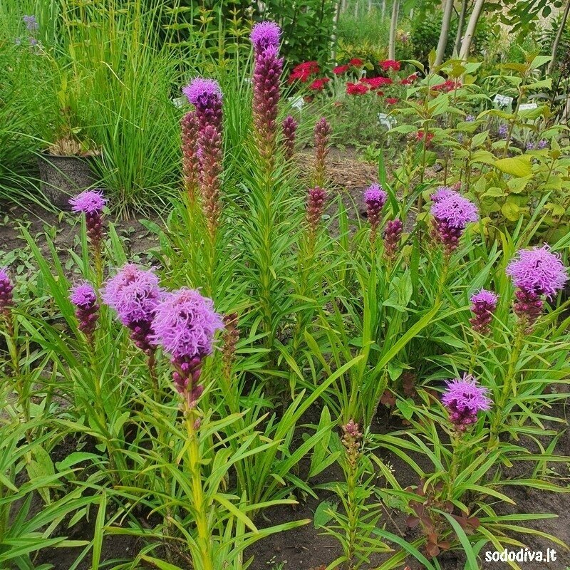 Liatris varpotasis 4 Liatris varpotasis 4