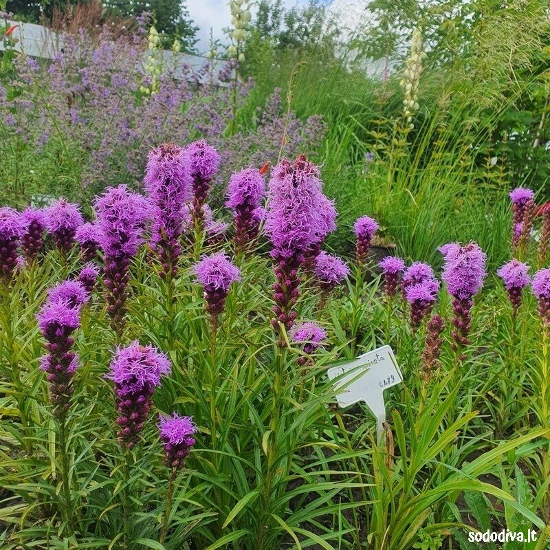 Liatris varpotasis 5 Liatris varpotasis 5