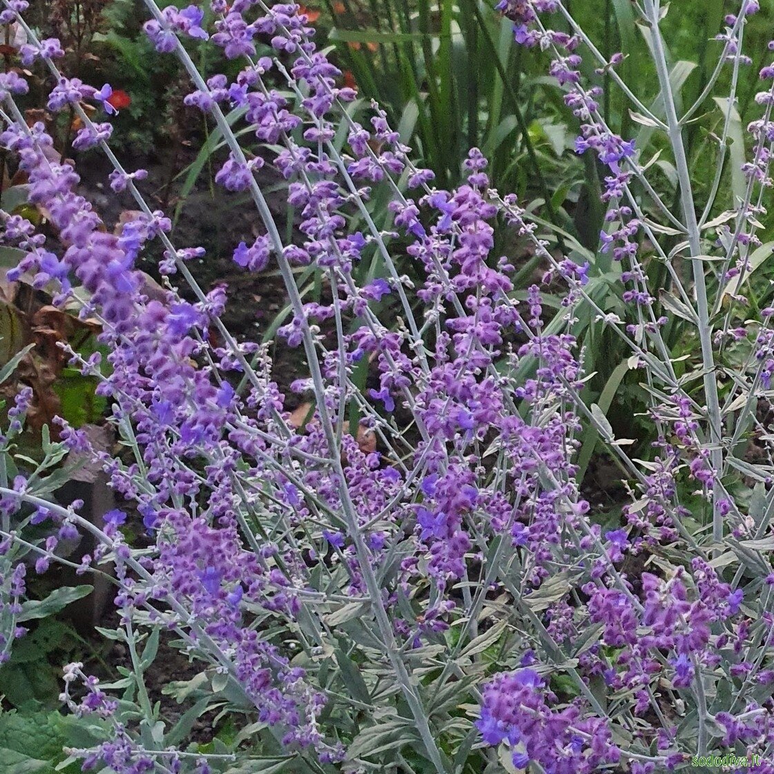 Melėsas paprastasis 'BLUE SPIRE' 2 Melėsas paprastasis 'BLUE SPIRE' 2