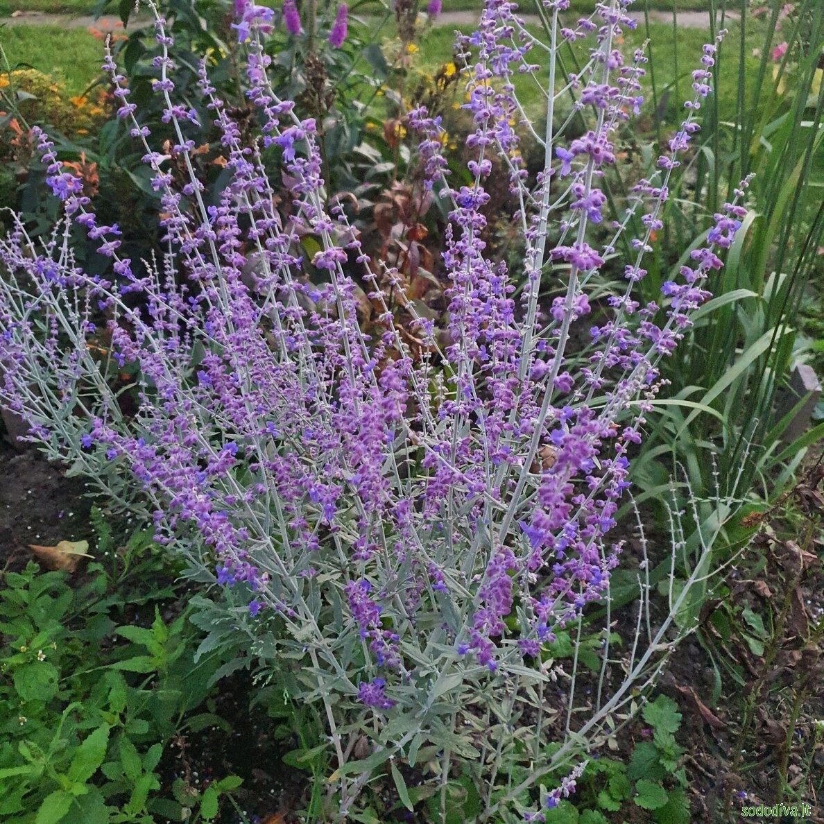 Melėsas paprastasis 'BLUE SPIRE' 1 Melėsas paprastasis 'BLUE SPIRE' 1