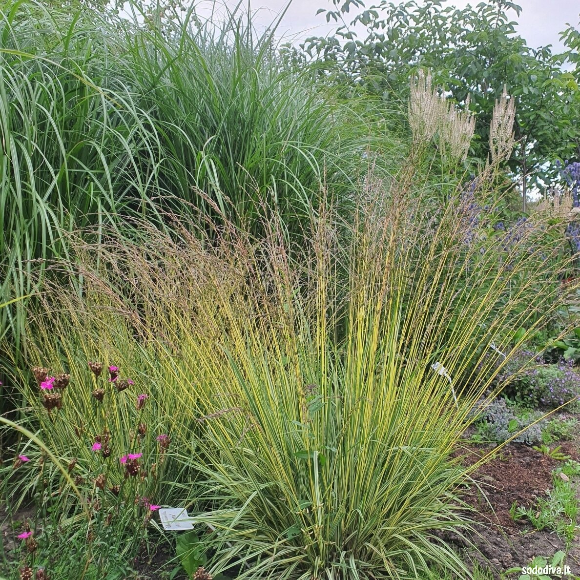 Melvenė melsvoji 'VARIEGATA' 2