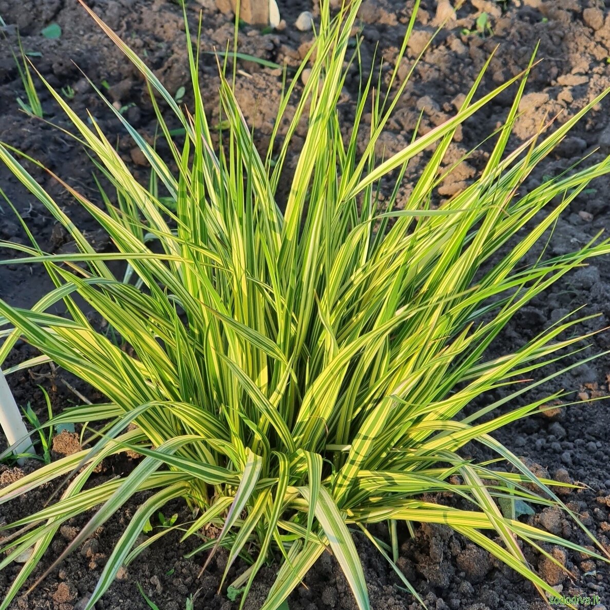 Melvenė melsvoji 'VARIEGATA' 1