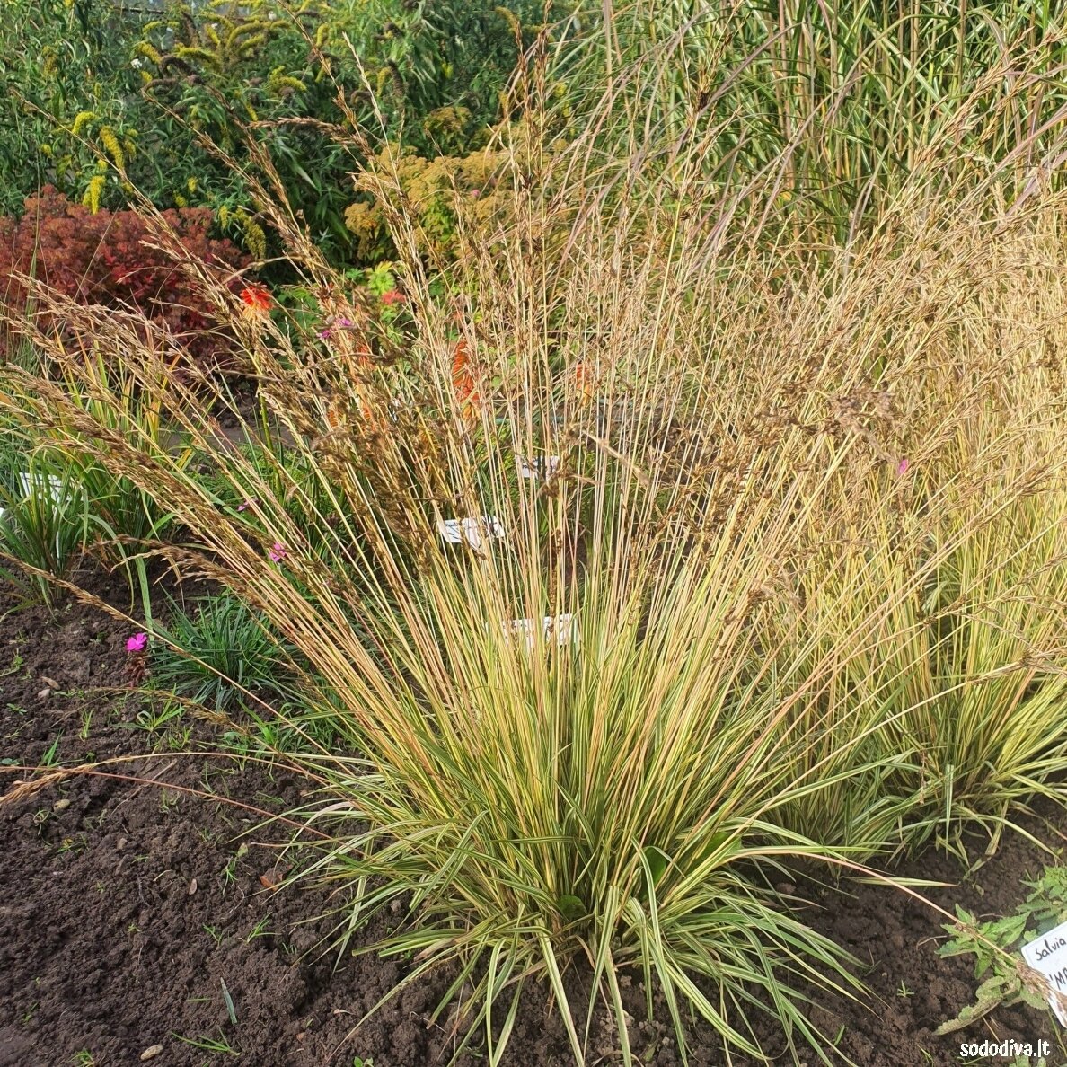 Melvenė melsvoji 'VARIEGATA'
