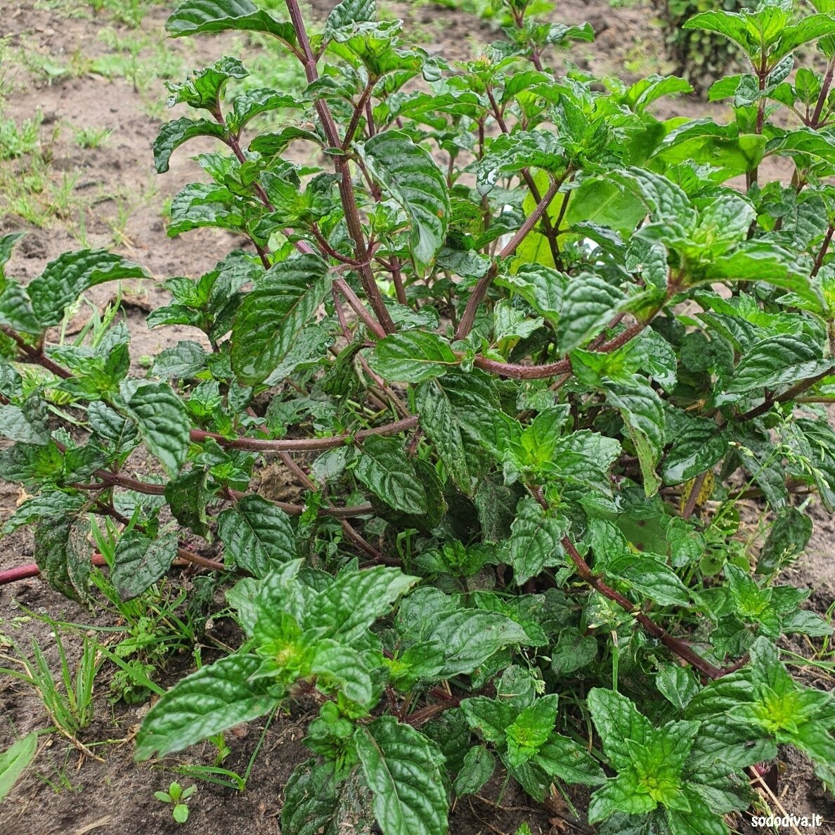 Mėta greipfruktinė ‘GRAPEFRUIT‘ 1 Mėta greipfruktinė ‘GRAPEFRUIT‘ 1