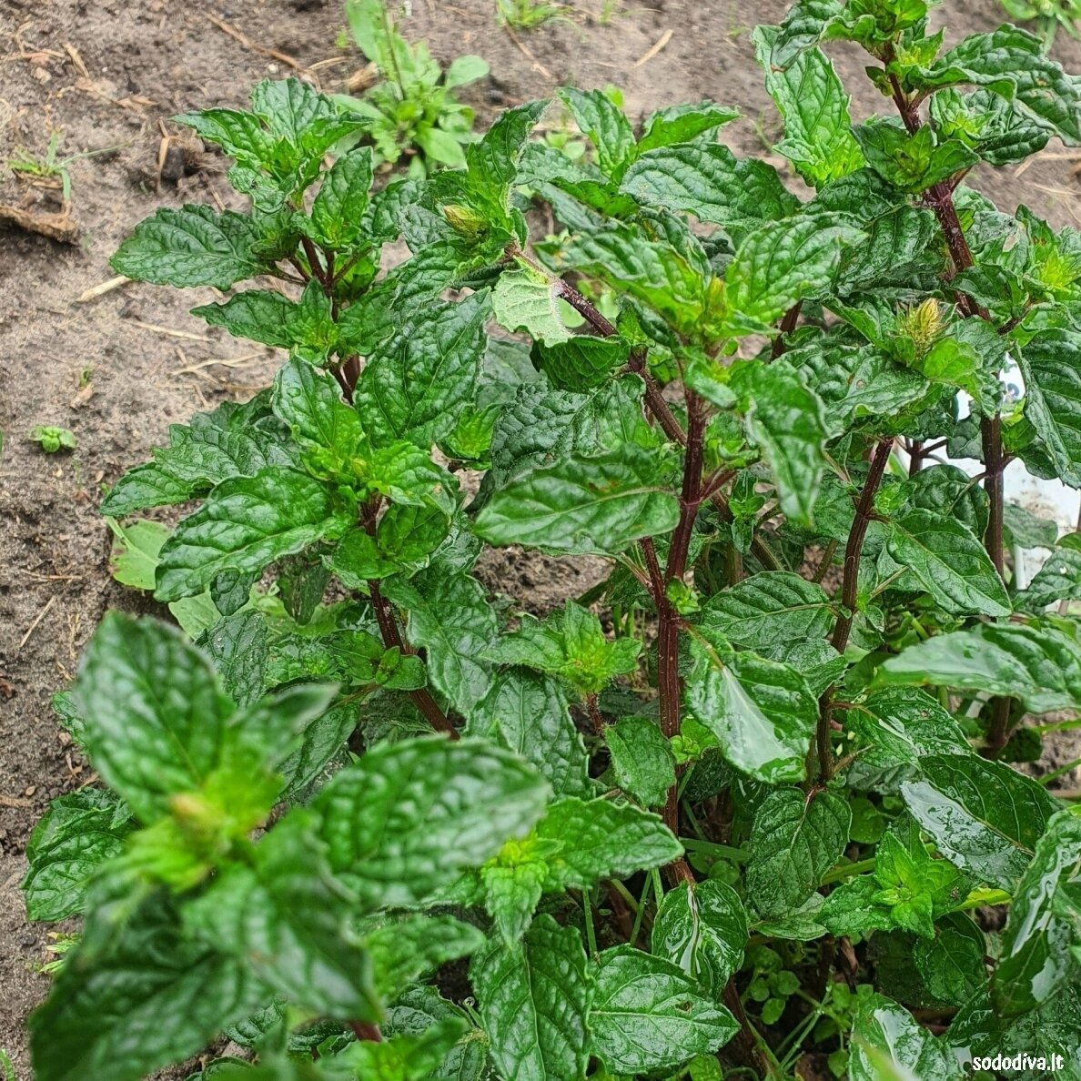 Mėta greipfruktinė ‘GRAPEFRUIT‘ Mėta greipfruktinė ‘GRAPEFRUIT‘
