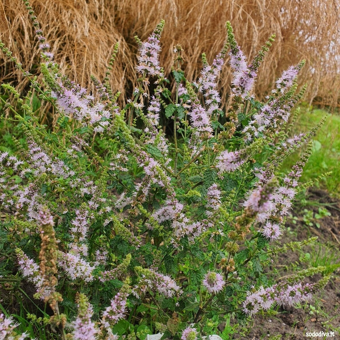 Mėta žemuoginė ‘STRAWBERRY‘ 1