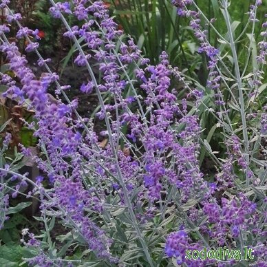 Melėsas paprastasis 'BLUE SPIRE' 2 Melėsas paprastasis 'BLUE SPIRE' 2