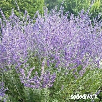 Melėsas paprastasis 'BLUE SPIRE' Melėsas paprastasis 'BLUE SPIRE'
