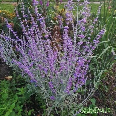 Melėsas paprastasis 'BLUE SPIRE' 1 Melėsas paprastasis 'BLUE SPIRE' 1