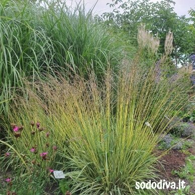 Melvenė melsvoji 'VARIEGATA' 2